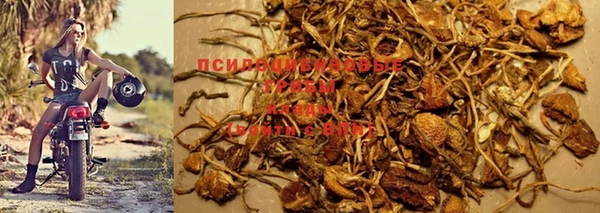 крисы Новодвинск